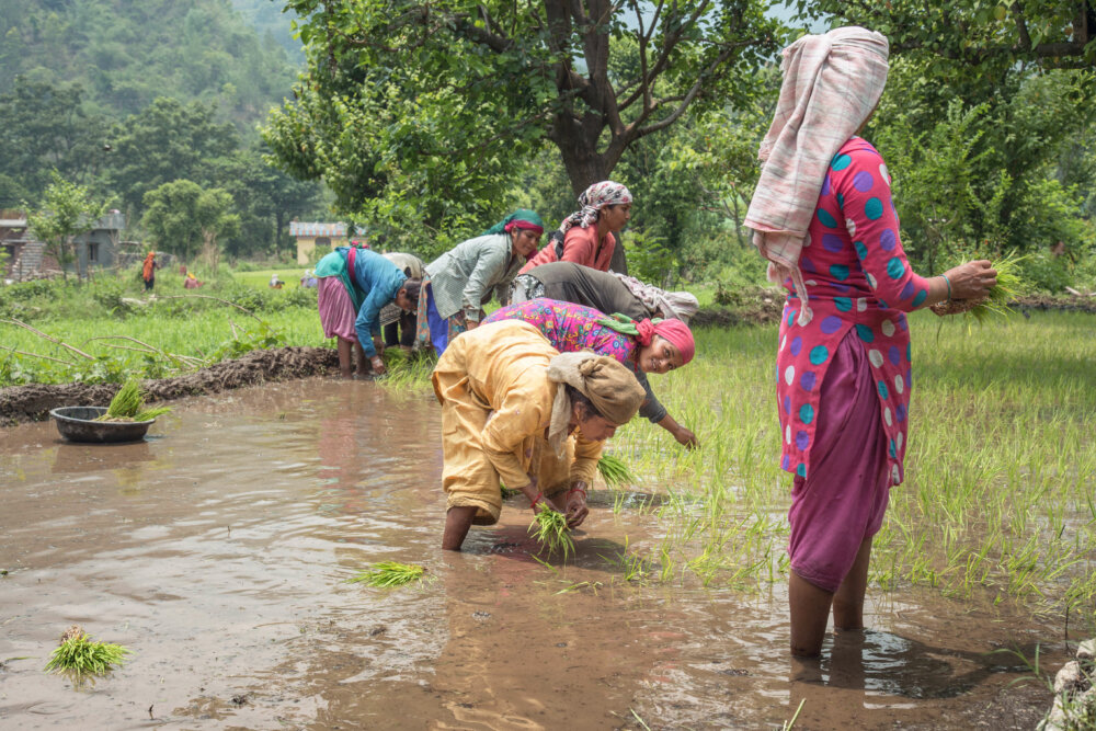 people working outside on a farm